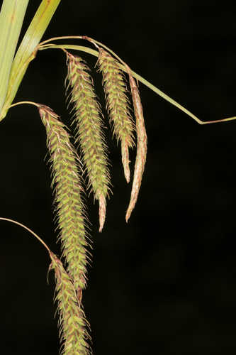 Carex fumosimontana #11